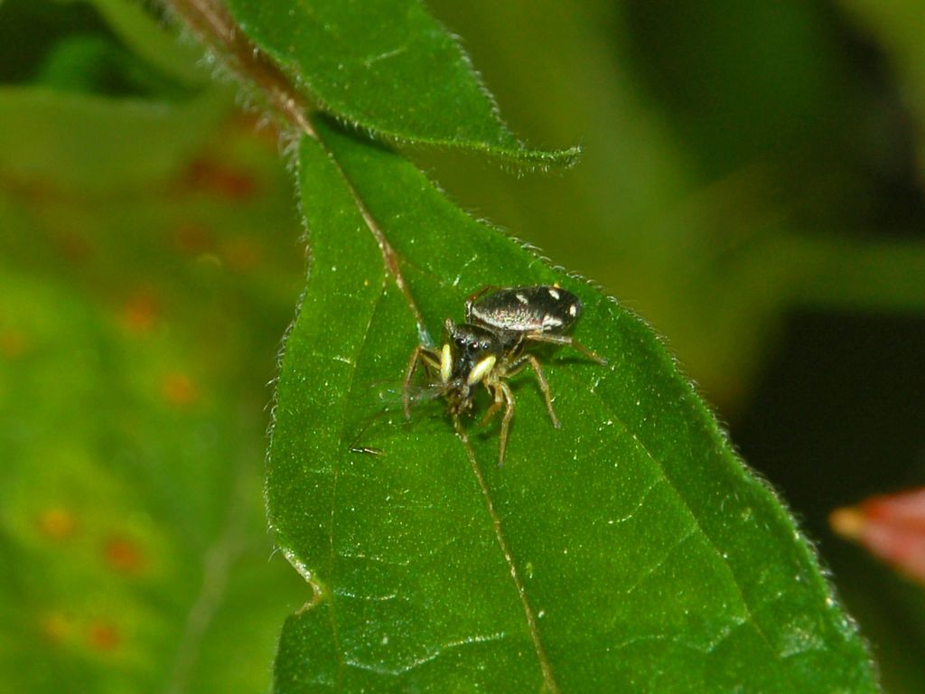 Heliophanus sp.